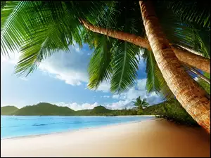 Palmy, Morze, Plaża