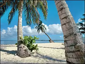 Ocean, Tropik, Plaża, Palmy