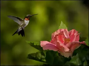 Hibiskus, Koliber, Kwiat