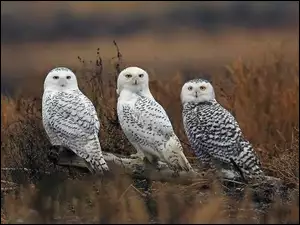 Drzewo, Trzy, Sowy