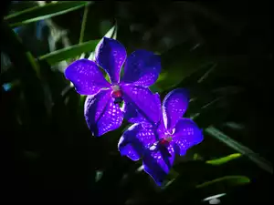 Niebieska, Orchidea