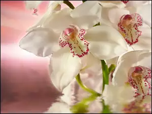Biała, Rozmycie, Orchidea, Woda