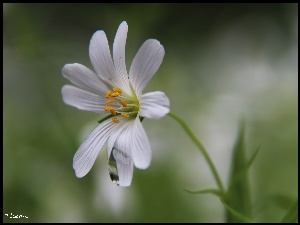 Kwiat, Rogownica Polna, Biały