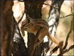 Drzewo, Wiewiórka, Chipmunk