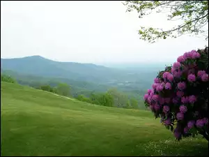 Góry, Rododendron, Łąka
