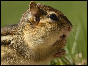Zdziwienie, Chipmunk, Trawa