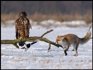 Sroka, Orzeł, Lis