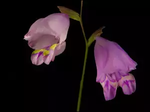 Liliowy, Mieczyk
