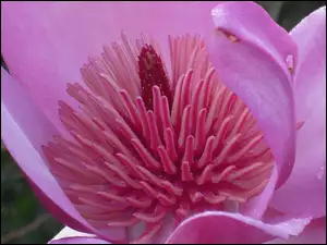 Różowa, Kwiat, Magnolia