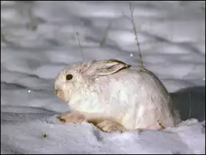 Królik, Śnieg, Mróz, Dziki