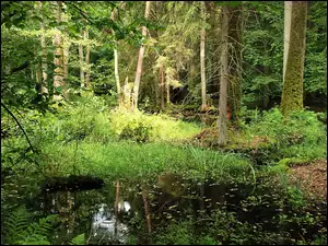 Bagno, Puszcza, Białowieska
