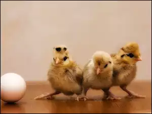 Jajko, Trzy, Kurczaczki