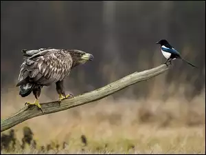 Sroka, Spotkanie, Bielik