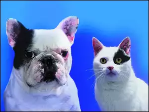 Kot, Buldog francuski, Czarne, Łaty