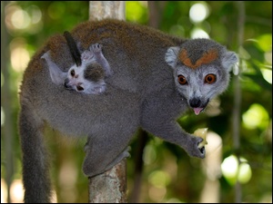 Drzewo, Lemur, Młode