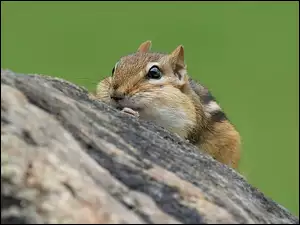 Chipmunk, Drzewo