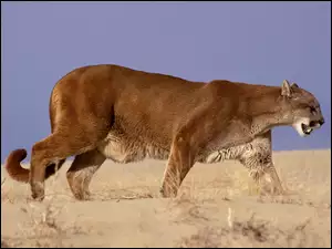 Puma