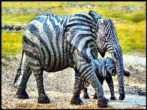 Śmieszne, Słonie, Bodypainting