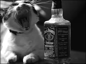Kot, Whiskey