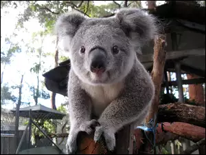Oczka, Koala, Drewno