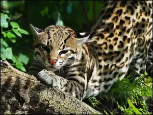 Odpoczywający, Ocelot