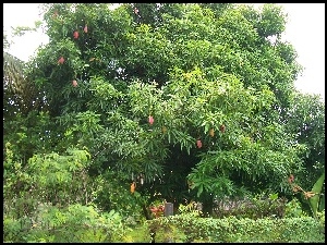Mangowe, Ogród, Drzewo