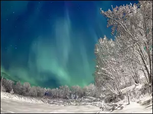 Zorza, Zima, Polarana, Drzewa