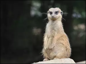Surykatka, Skała