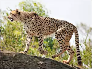 Kłoda, Gepard, Cętki