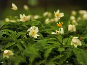 Biały, Ziarnopłon Wiosenny, Zawilec, Żółty