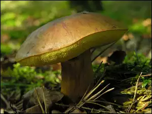 Podgrzybek, Las