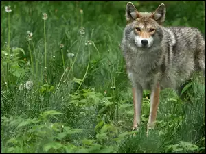 Wilk, Zieleń