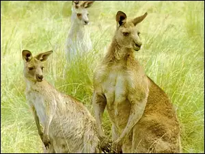 Kangury