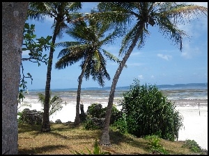 Palmy, Morze, Plaża