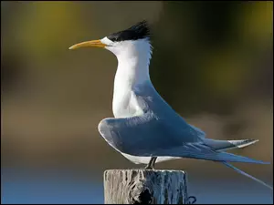 Pień, Ptak, Rybitwa