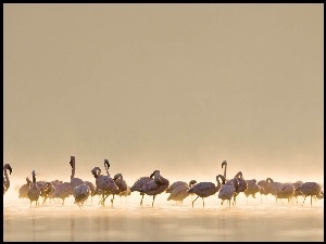 Woda, Stado, Flamingów