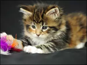 Maine Coon, Kotek, Zabawka