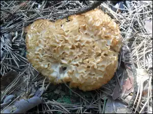Patyki, Grzyb, Kora