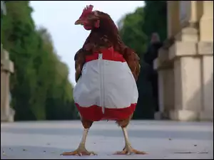 Spoko, Kura, Koko, Koko, Euro
