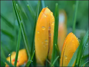 Rosy, Żółte, Wiosna, Krokusy, Krople