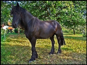 Drzewa, Konik, Łąka
