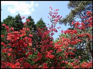 Rododendron, Drzewa, Czerwony