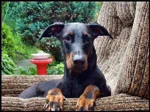 Doberman, Pysk, W, Fotelu