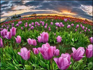 Zachód, Tulipanów, Słońca, Uprawa