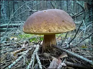 Prawdziwek, Bory, Las, Tucholskie, Grzyb