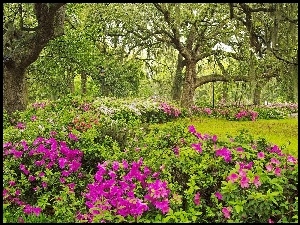 Wiosna, Rododendron, Ogród, Drzewa