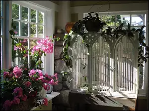 Pelargonie, Weranda, Okienka