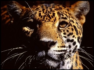 Wąsy, Leopard, Pysk