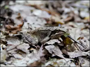 Żabka, Kamuflaż, Suche, Liście