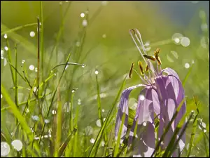 Wody, Przekwitnięty, Trawa, Krokus, Krople